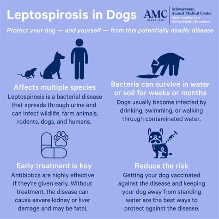 Can you recover from leptospirosis without treatment?