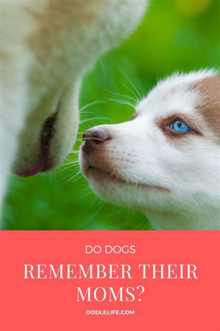 Do dogs remember their mom?