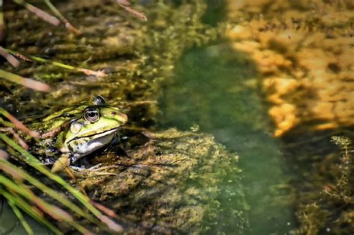 How can I stock my pond?