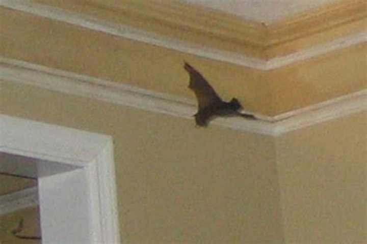 How long will a bat hide in my house?
