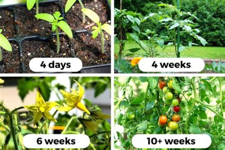 Should tomato plants be in full sun all day?