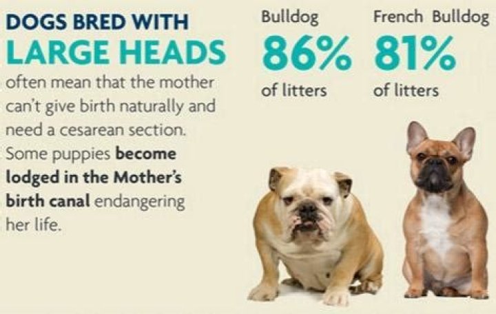 What breed of dog Cannot give birth naturally?